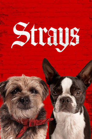 Strays 2023 Dual Audio