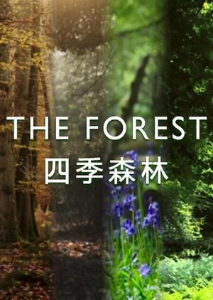 The Forest S01 2017 English French